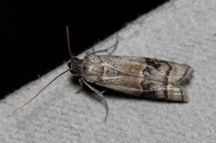 Euzophera vinnulella