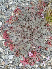 Astragalus nutzotinensis