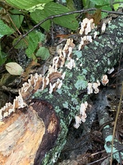 Cerrena zonata