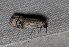 Euzophera vinnulella