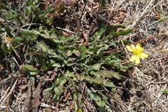 Leontodon saxatilis saxatilis