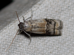 Euzophera vinnulella