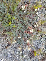 Astragalus nutzotinensis