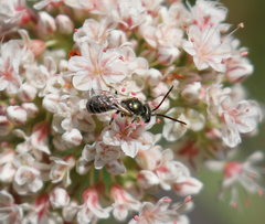 Halictus tripartitus
