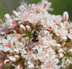 Halictus tripartitus