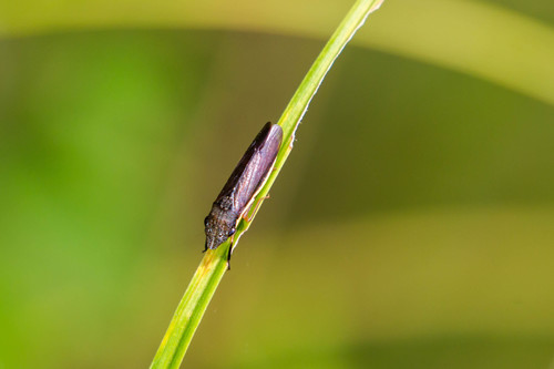 Johnsongrass Sharpshooter photo 4