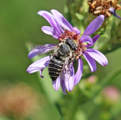 Megachile