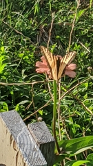 Papilio canadensis × glaucus