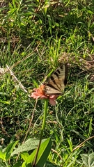 Papilio canadensis × glaucus