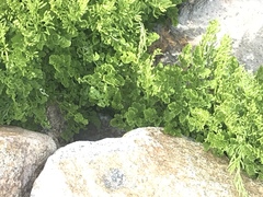 Cryptogramma cascadensis image