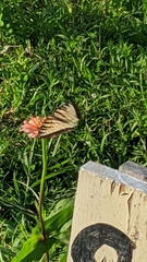 Papilio canadensis × glaucus