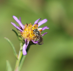 Halictus tripartitus