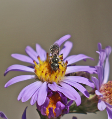 Halictus tripartitus