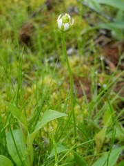 Parnassia