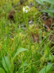 Parnassia