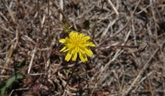 Leontodon saxatilis saxatilis