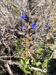 Penstemon cyananthus