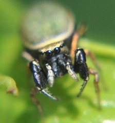 Sassacus barbipes