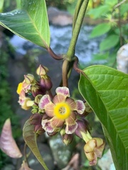 Prestonia portobellensis