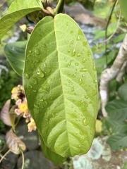 Prestonia portobellensis