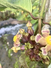 Prestonia portobellensis
