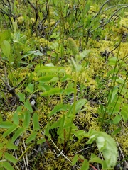 Sanguisorba stipulata