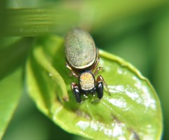Sassacus barbipes