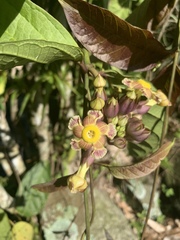Prestonia portobellensis