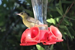 Icterus cucullatus