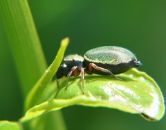 Sassacus barbipes