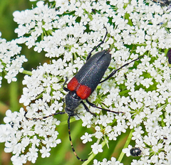 Stictoleptura canadensis