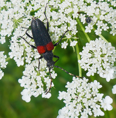 Stictoleptura canadensis