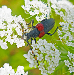 Stictoleptura canadensis