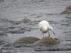 Egretta caerulea