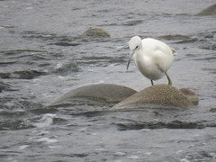 Egretta caerulea