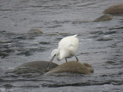 Egretta caerulea