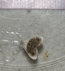 Lipocosmodes fuliginosalis