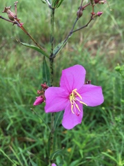 Rhexia alifanus