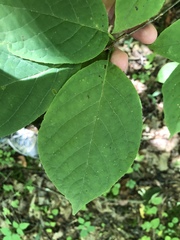 Styracaceae