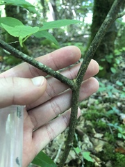Styracaceae