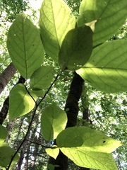 Styracaceae