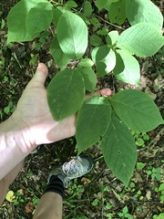 Styracaceae