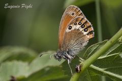 Coenonympha gardetta