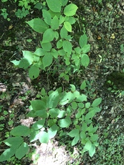Styracaceae
