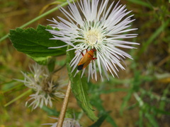 Calocoris nemoralis