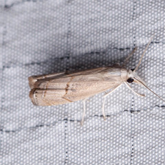 Parapediasia decorellus