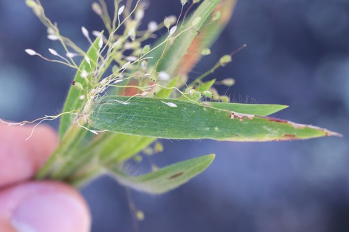 Image of Dichanthelium implicatum by (c) Owen Strickland, some rights reserved (CC BY)