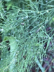 Crioceris duodecimpunctata