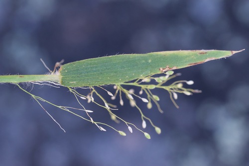 Image of Dichanthelium implicatum by (c) Owen Strickland, some rights reserved (CC BY)