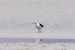 Recurvirostra andina